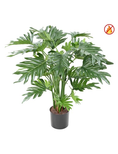 PHILODENDRON SELLOUM 63 CM...
