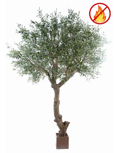 OLIVO CABEZA GIGANTE 270 FR...