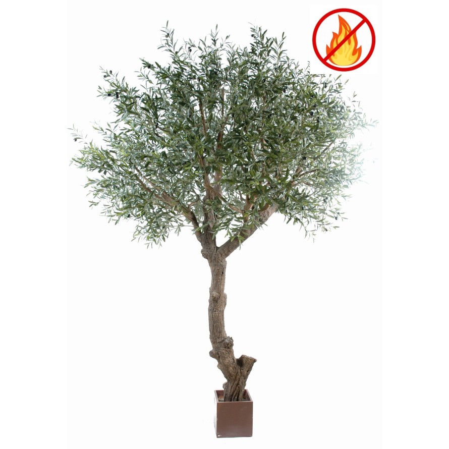 OLIVENBAUM GIANT KRONE 270 FR – Feuerbeständig