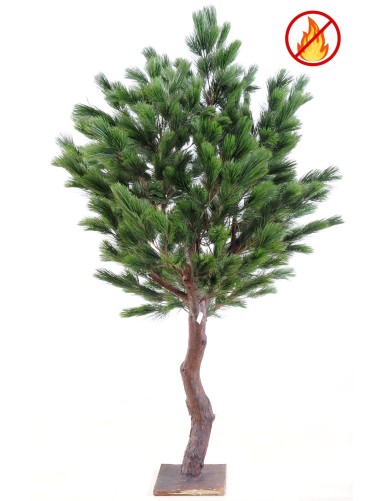 PINO Austriaco LARGE FR -...