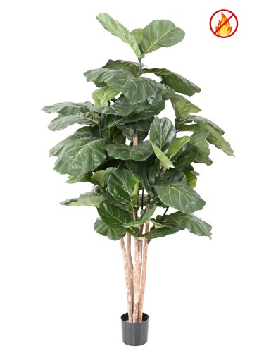 LYRATA TALLO 190 CM FR -...