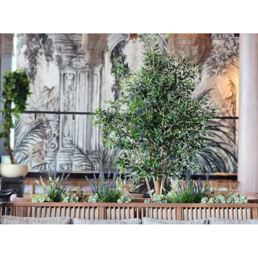 LAVANDA DENTATA EN MACETA