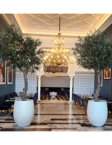 OLIVENBAUM GIANT KRONE