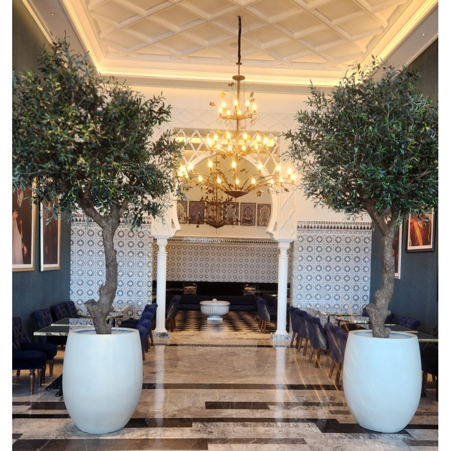 OLIVO CABEZA GIGANTE