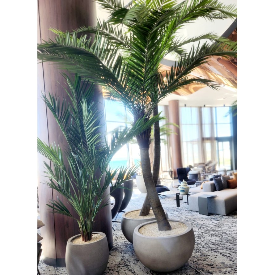 KOKOSPALME IN KURVEN NEW