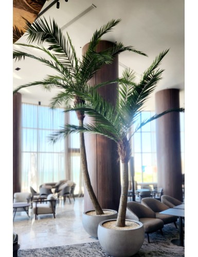 KOKOSPALME IN KURVEN NEW