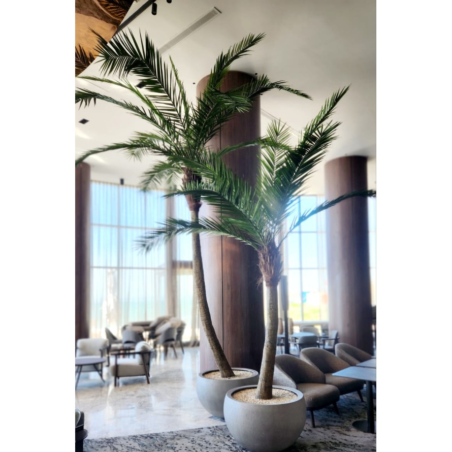 KOKOSPALME IN KURVEN NEW