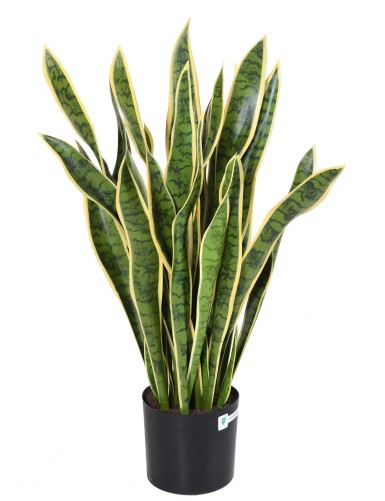 SANSEVIERIA GROSS