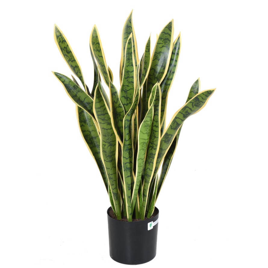 SANSEVIERIA GROSS