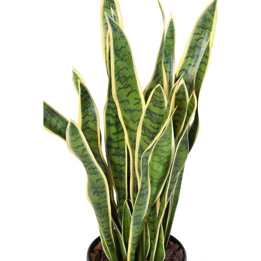 SANSEVIERIA GROSS