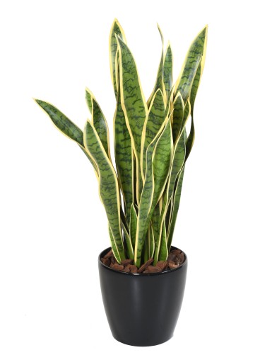 SANSEVIERIA GROSS