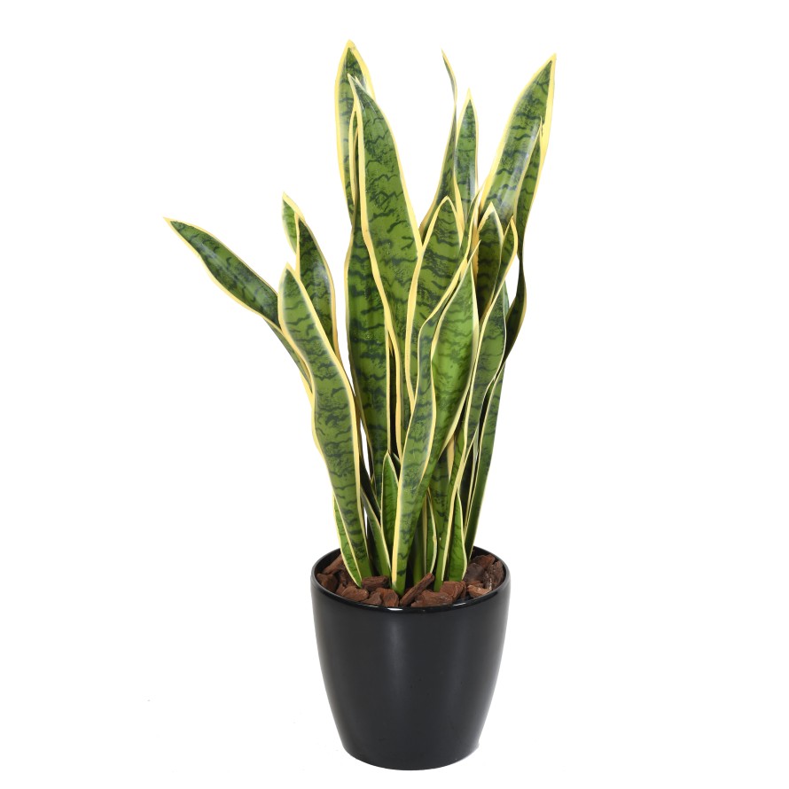 SANSEVIERIA LARGE