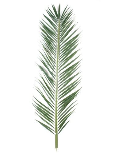 PALMWEDEL PALME MASCARENA