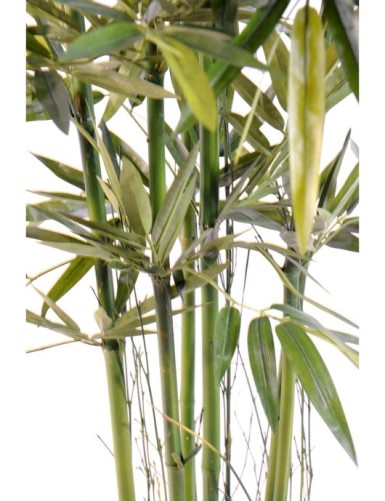 BAMBUS NEW GREEN