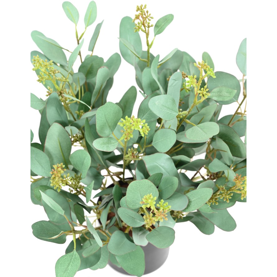 EUKALYPTUS 81 PFLANZE