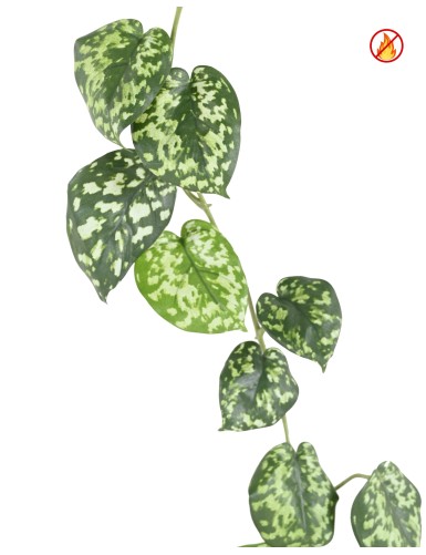 SCINDAPSUS GUIRNALDA FR - Resistente al Fuego