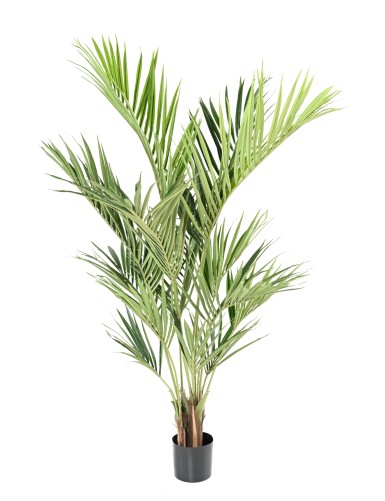 KENTIA PALME ROYAL