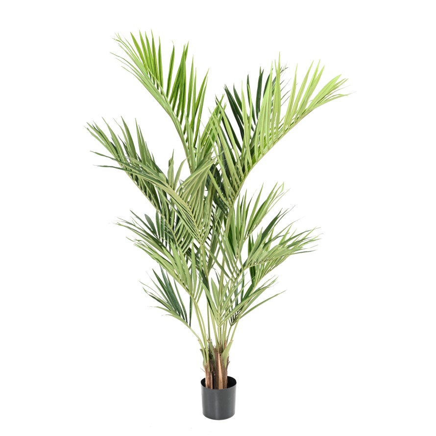 KENTIA PALMERA REAL