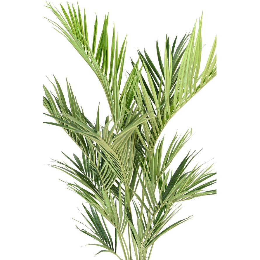 KENTIA PALMERA REAL
