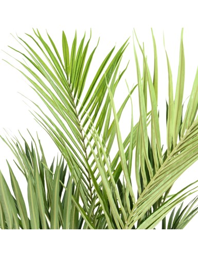 KENTIA PALME ROYAL