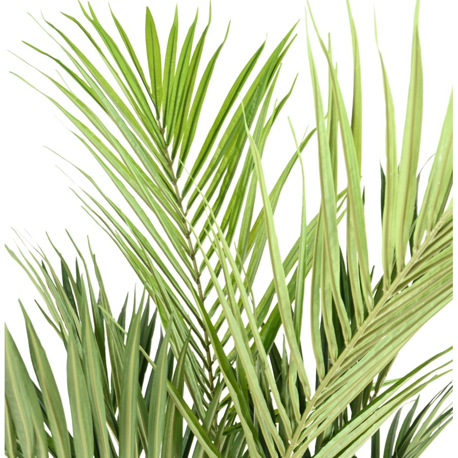 KENTIA PALMERA REAL