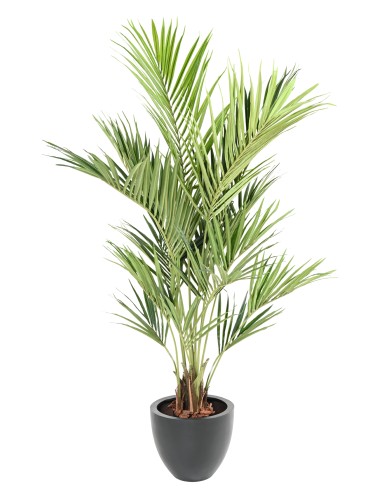 KENTIA PALME ROYAL
