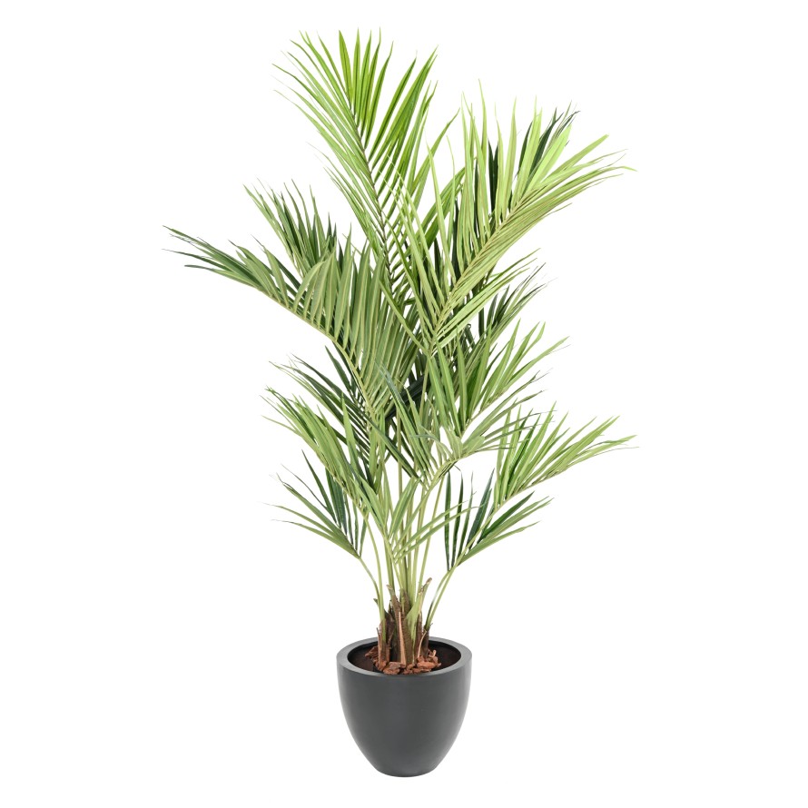 KENTIA PALME ROYAL