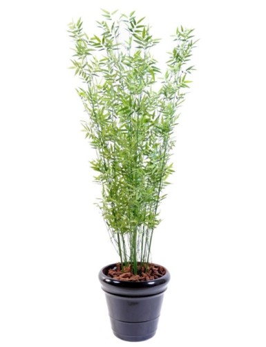 BAMBÚ MULTITREE ORIENTAL GREEN