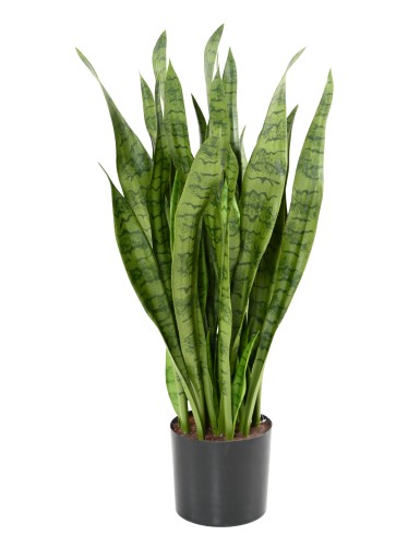 SANSEVIERIA GROSS