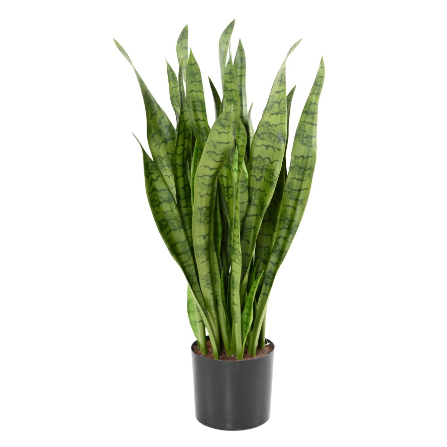 SANSEVIERIA GROSS