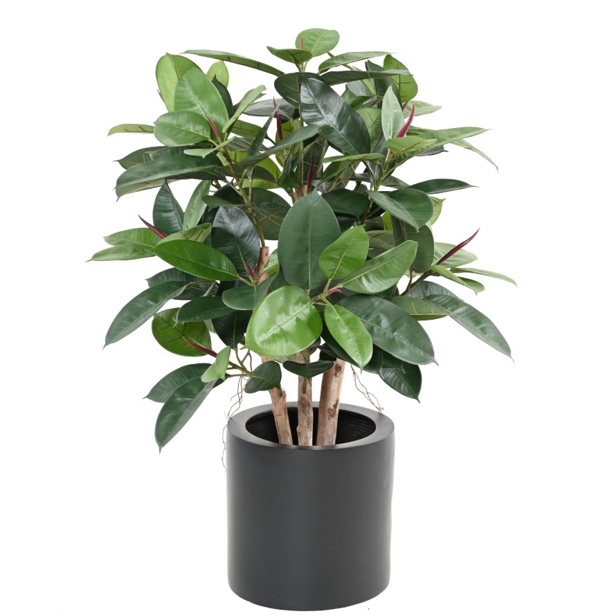 FICUS ELASTICA BUSH (Rubber plant multitree)