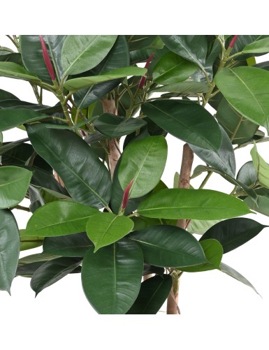 FICUS ELASTICA BUSH (Rubber plant multitree)