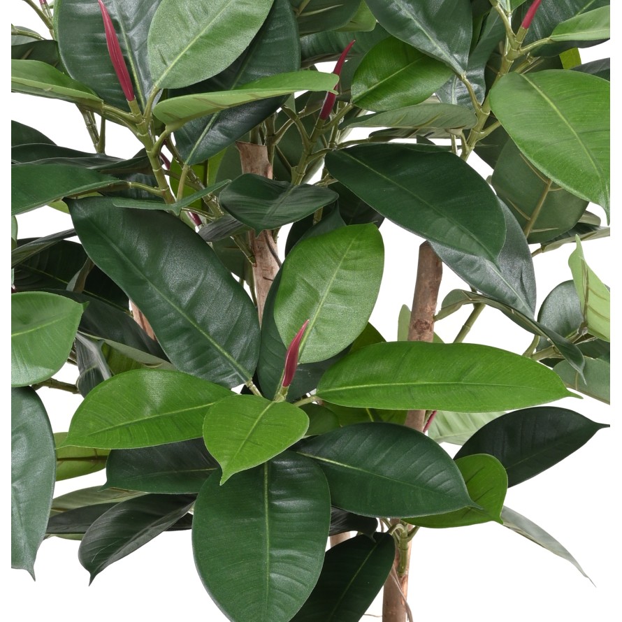 FICUS ELASTICA BUSH (Rubber plant multitree)