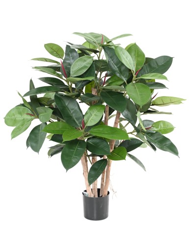 FICUS ELASTICA ARBUSTO...
