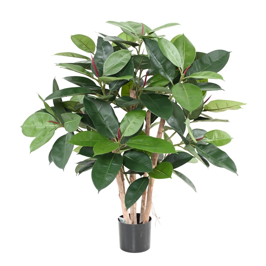 FICUS ELASTICA BUSH (Rubber plant multitree)