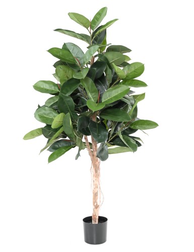 FIKUS ELASTICA (Rubber...