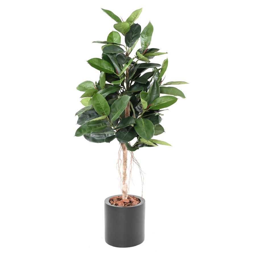 FIKUS ELASTICA (Rubber Pflanze tree)