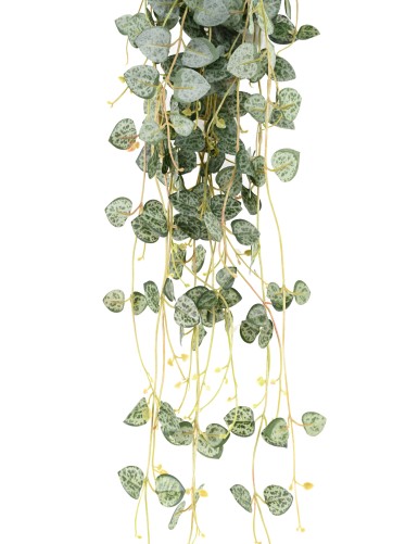 CEROPEGIA (cadena de corazones)