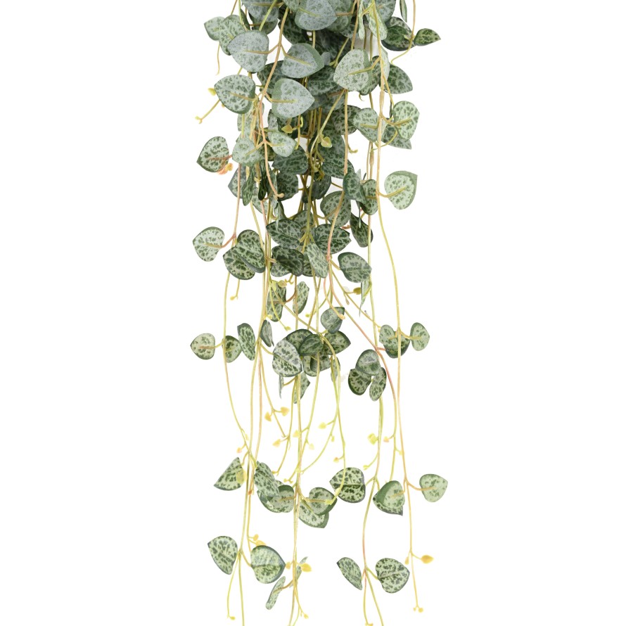 CEROPEGIA (cadena de corazones)