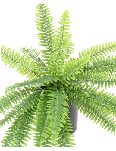 FERN (BOSTON)
