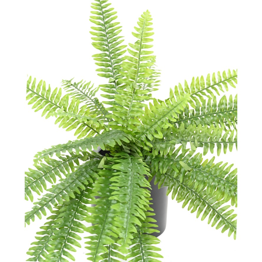 FERN (BOSTON)