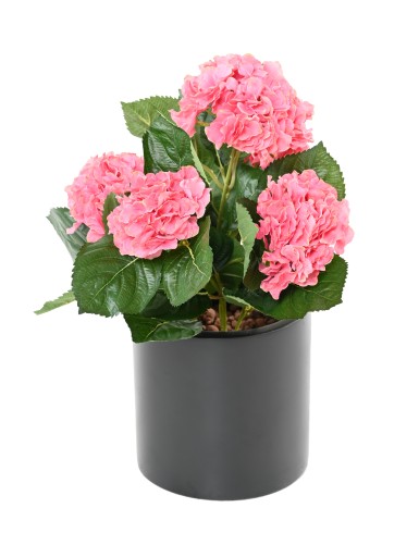 HORTENSIA PFLANZE 5T