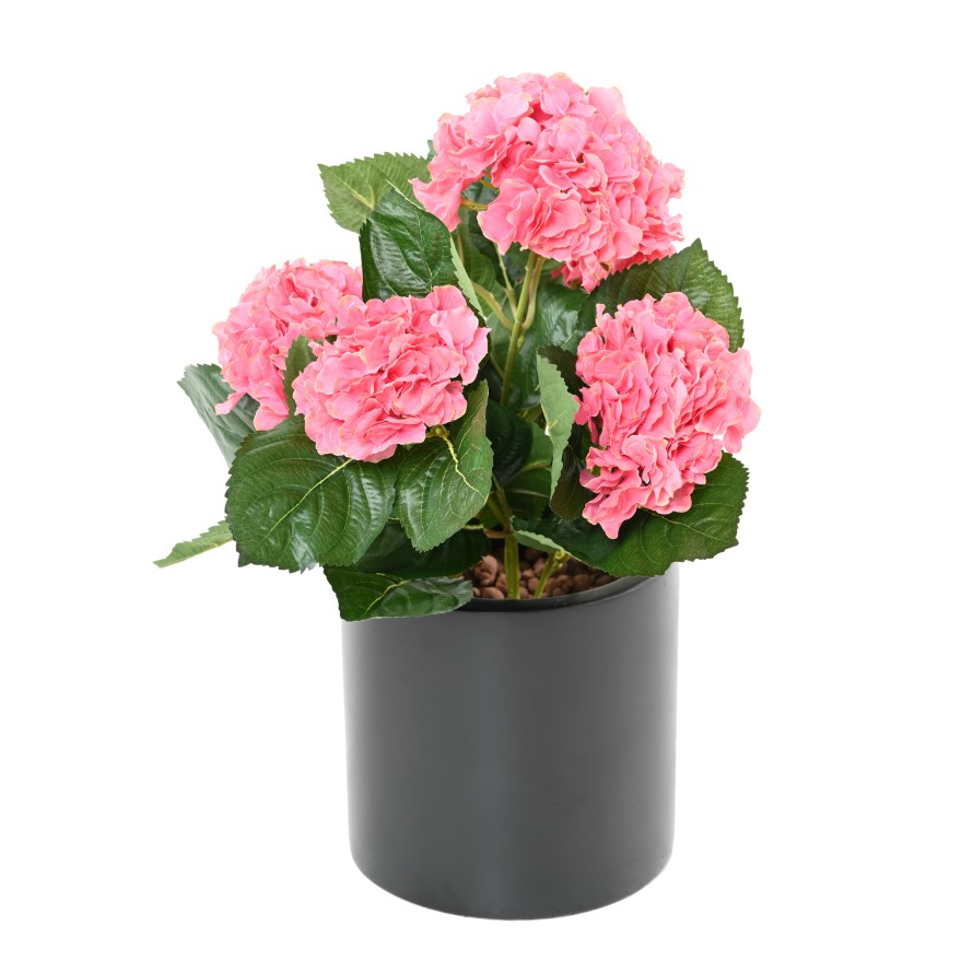 HORTENSIA PLANTA 5T