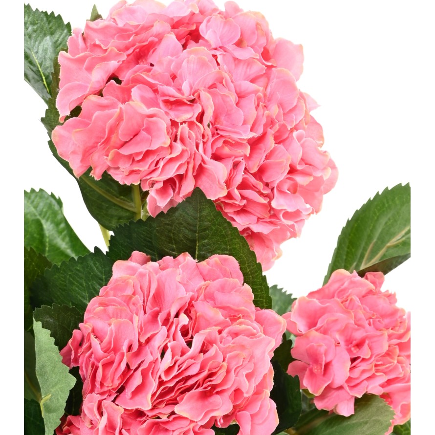 HORTENSIA PFLANZE 5T
