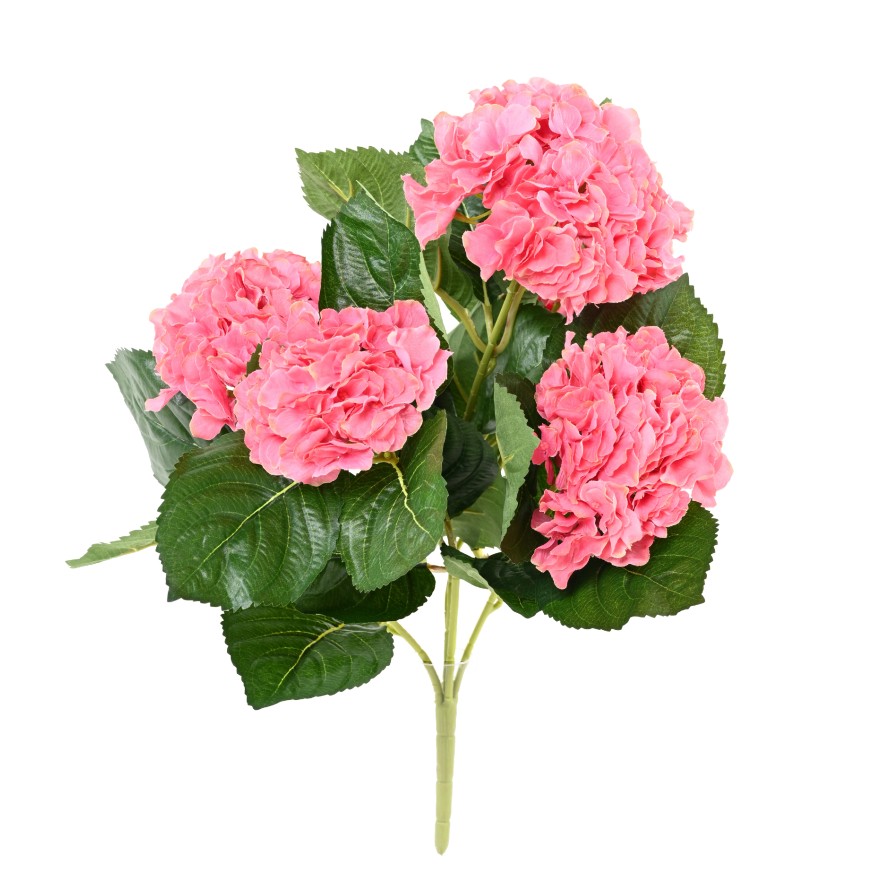HORTENSIA PLANTA 5T