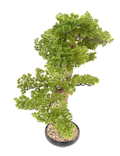 BONSAI KIEFER 90