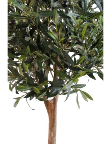 OLIVENBAUM BALL TREE