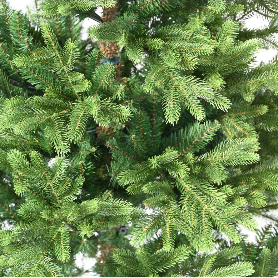 TANNE (Weihnachtsbaum) NORDMANN