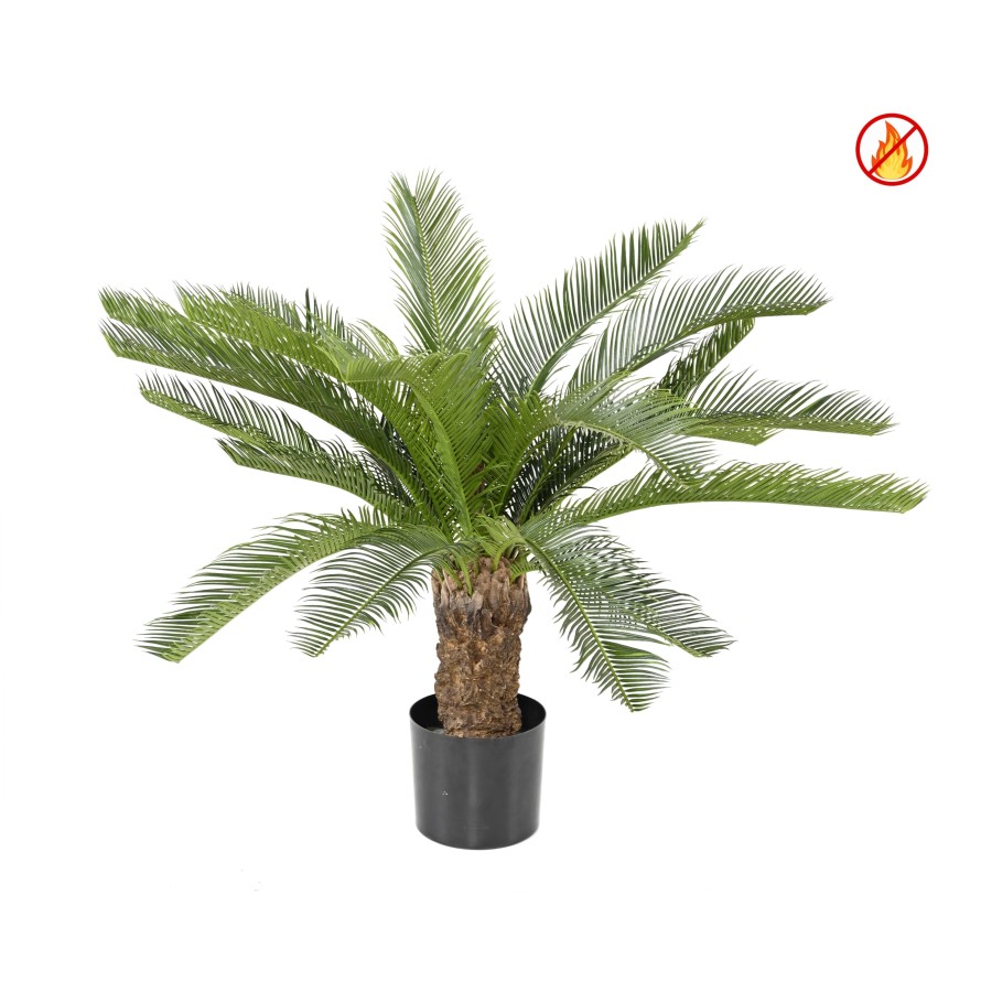 CYCAS STAMM FR – Feuerbeständig