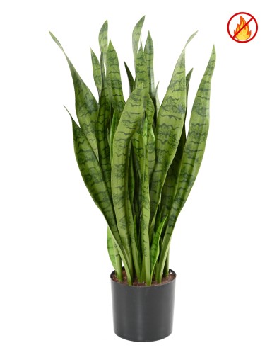 SANSEVIERIA LARGE FR -...